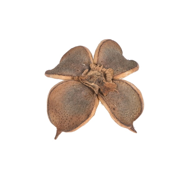Vickerman Natural Botanicals 0.8" Cotton Flower, Natural. Includes 1 kilogram of product per unit