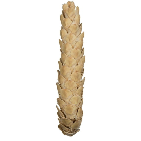 Vickerman Natural Botanicals 10" Strobus Extra Large, Bleached. Includes 10 pieces per unit
