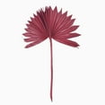 thumbnail image 1 of Vickerman Natural Botanicals 13.75 - 19.5" Deep Red Dried Palm Sun Spear, 12 per bag., 1 of 4