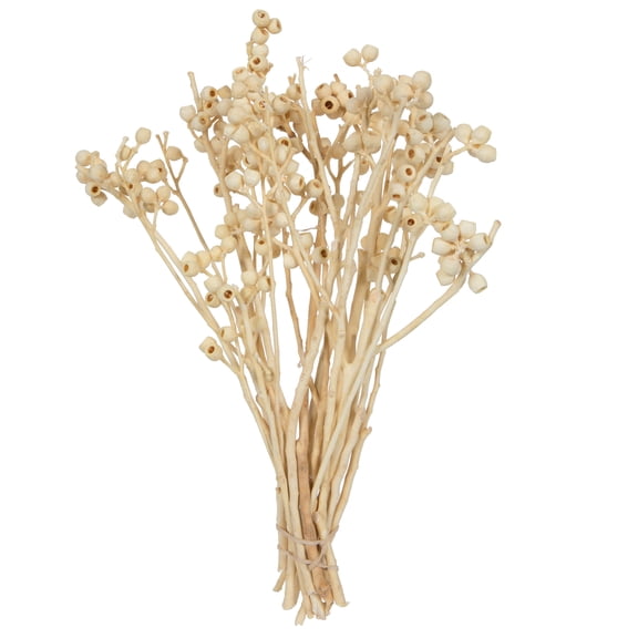 Vickerman Natural Botanicals 14" x 1-3" Bleached Ambernut Branch