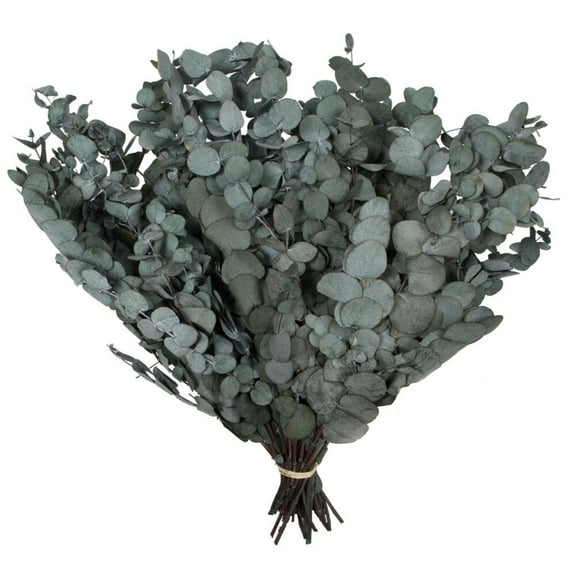 Vickerman Natural Botanicals 18-20" x 9" Eucalyptus Spiral, Green, 1 lb bundle