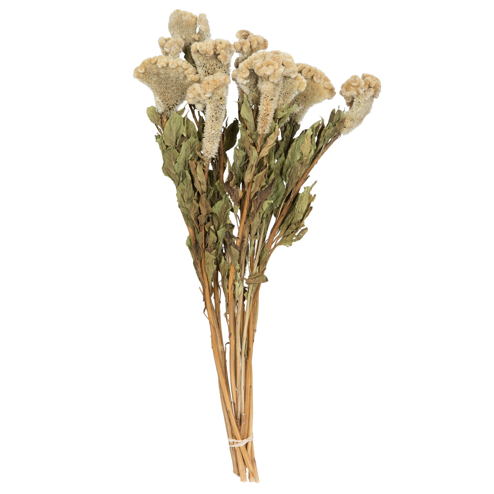 Vickerman Natural Botanicals 18-24