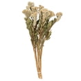 thumbnail image 1 of Vickerman Natural Botanicals 18-24" Cream Dried Celosia Coxcomb, 4 oz. Bunch, 1 of 6