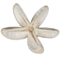 thumbnail image 1 of Vickerman Natural Botanicals 2"-3" Bullet Flower Bleached 50 pcs/unit. Includes 50 pieces per unit., 1 of 4