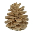 thumbnail image 1 of Vickerman Natural Botanicals 2" Blue Pine, Bleached. Includes 25 Pieces per Unit, 1 of 7