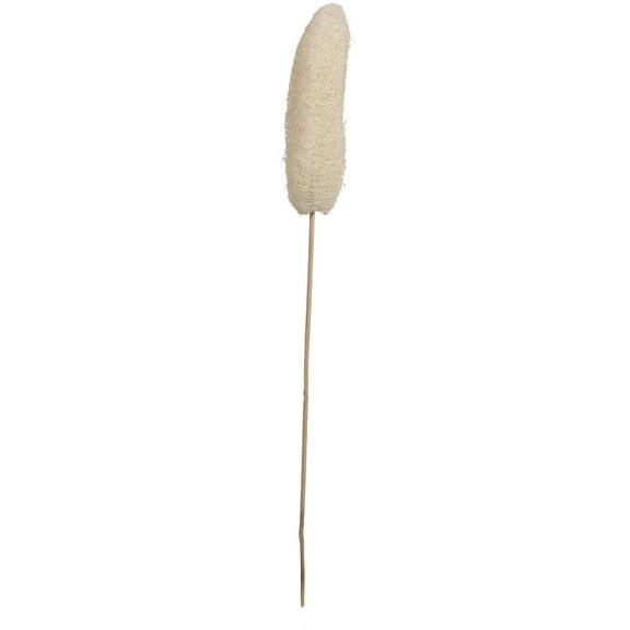 Vickerman Natural Botanicals 20" Luffa on Stem, Bleached. Includes 25 Stems per Pack.