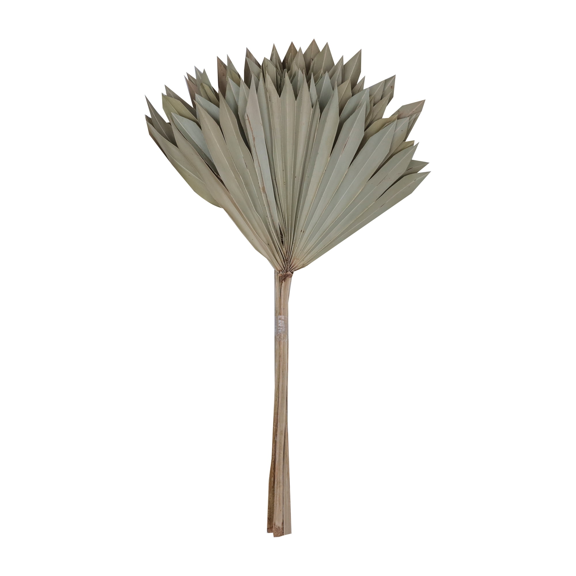Natural Dried Palm Sun Stem Bundle, 20 Inches
