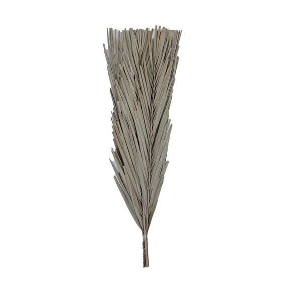 Vickerman Natural Botanicals 25" Natural Canna Leaf 10 Pieces per Bunch.