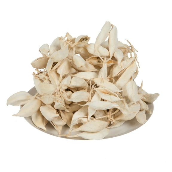 Vickerman Natural Botanicals 3" Bleached Brachychiton, Preserved Foliage Dried Pods, 1.1 Pounds Per Pack