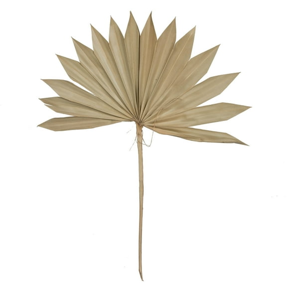 Vickerman Natural Botanicals 30" Natural Dried Super Palm Sun Spear- 12 stem/polybag. Preserved.