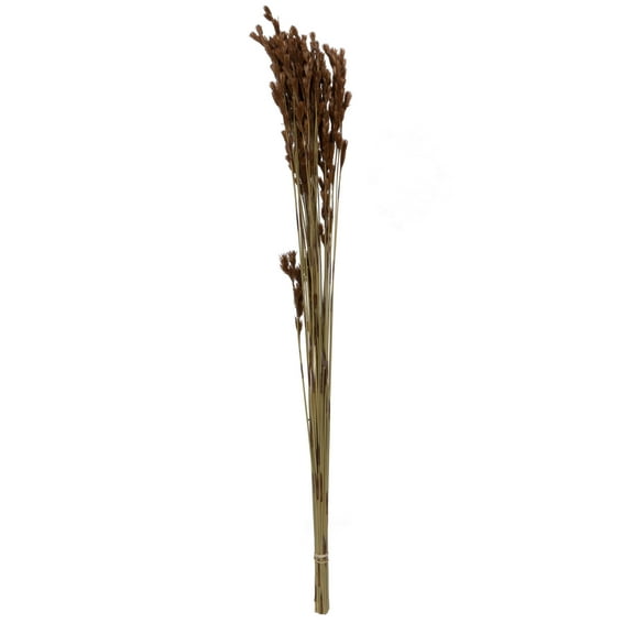 Vickerman Natural Botanicals 33" Thatch Reed, Natural Preserved Foliage Dried Floral Decor, 100 Grams Per Pack
