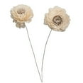 thumbnail image 1 of Vickerman Natural Botanicals 4" Charki Skin Sola Flower 12" Stem 12 Stem per Bag, 1 of 3