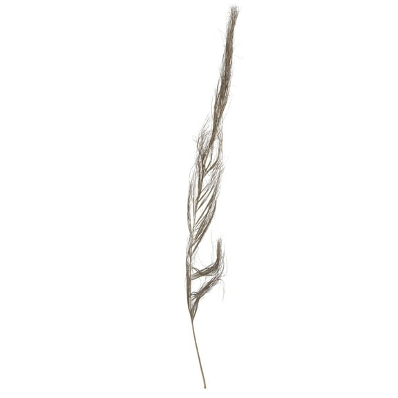 Vickerman Natural Botanicals 40" Khejur Sikha, Natural Preserved Foliage Dried Plant, 30 Per Pack