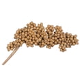 thumbnail image 1 of Vickerman Natural Botanicals 6"-8" Canella Natural 25 Pcs/Pack, 1 of 5