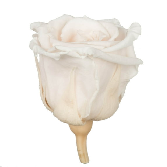 Vickerman Roses Tiny, Milky Pink, 1" head, 15 pc window box, (CPD-24), Preserved