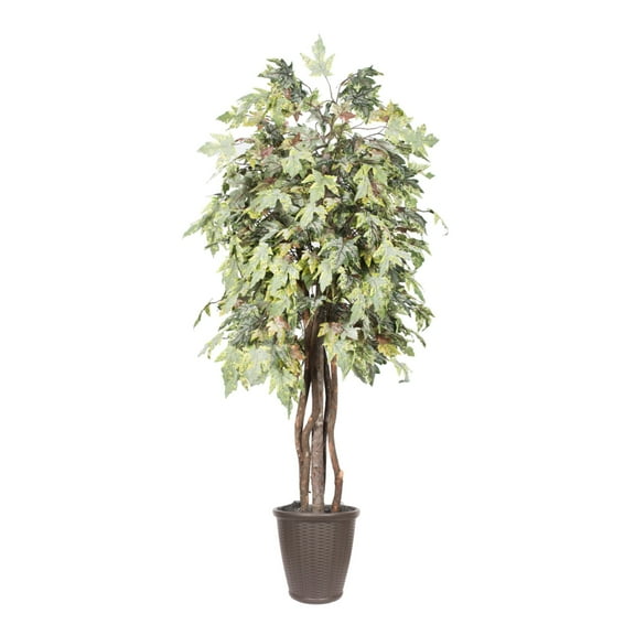 Vickerman TEX1760-RB 6 ft. Frosted Maple Executive Round Tree, Green & Brown
