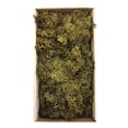 thumbnail image 1 of Vickerman Tray Moss Green Moss, Wolf Lichen - 8-9 oz, Preserved, 1 of 2