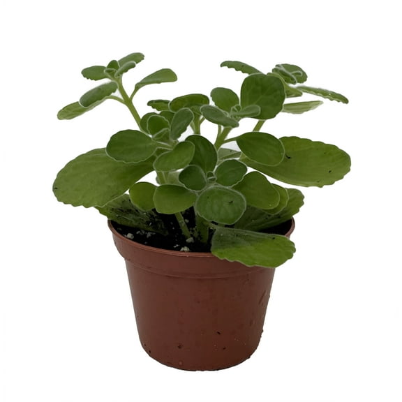 Vicks Swedish Ivy Plant - Plectranthus - 2.5" Pot
