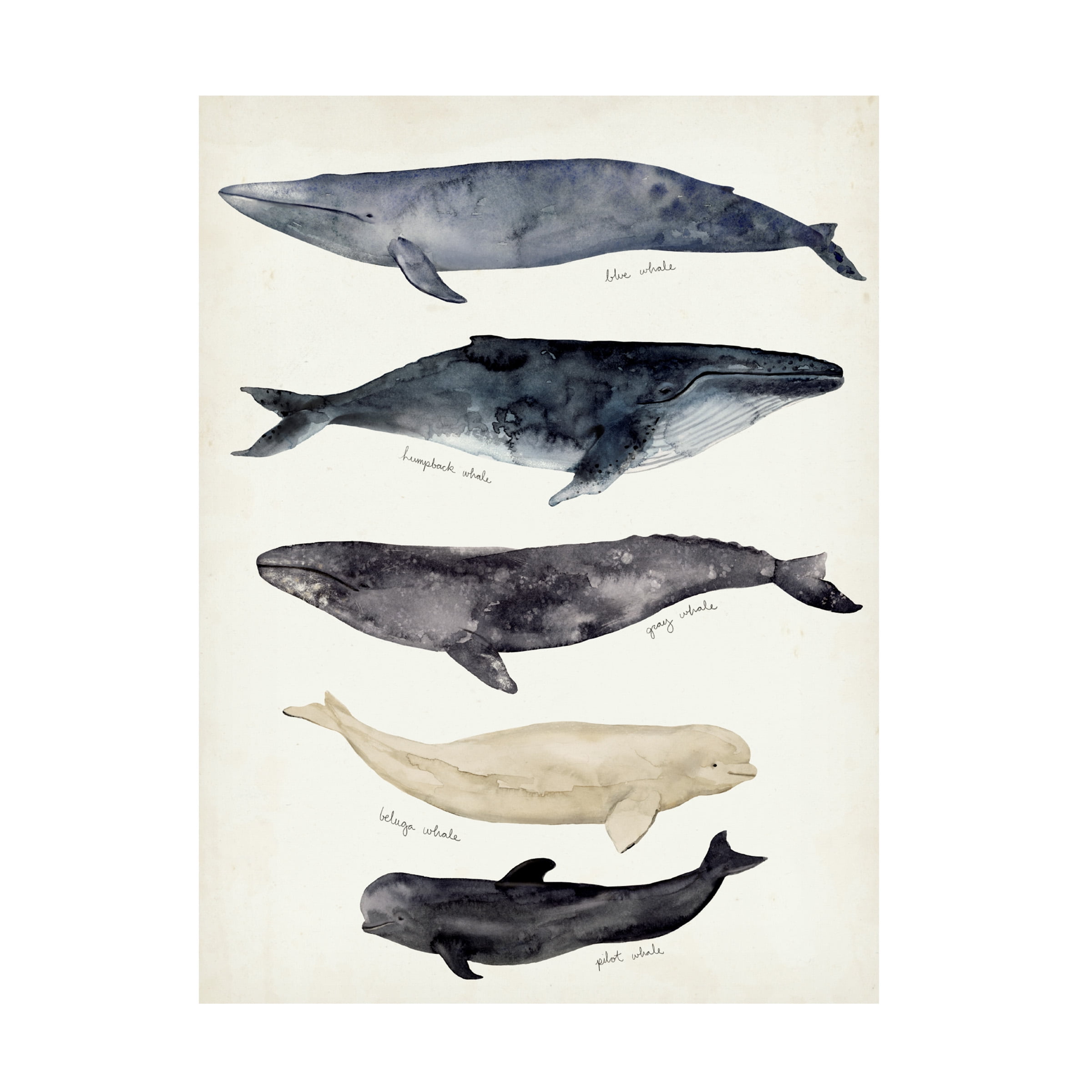 Victoria Barnes Whale Chart II Canvas Art in White and Gray
