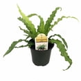 thumbnail image 1 of Victoria Bird's Nest Fern - 4" Pot - Asplenium Osaka, 1 of 3