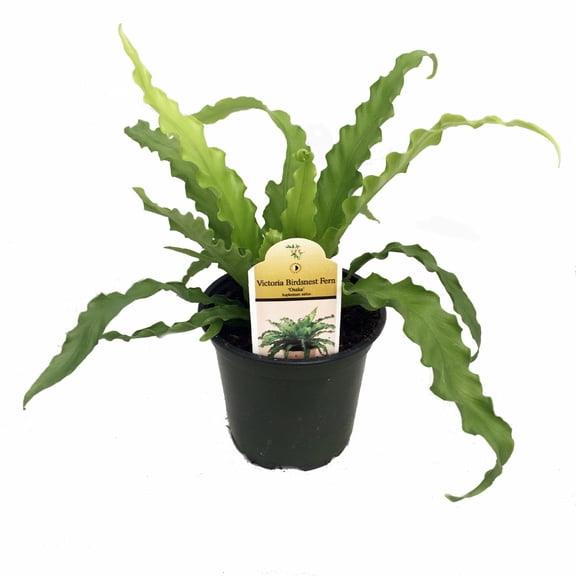 Victoria Bird's Nest Fern - 4" Pot - Asplenium Osaka
