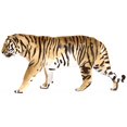 thumbnail image 1 of Victoria Borges 'Watercolor Tiger III' Canvas Art, 1 of 3