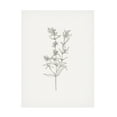 thumbnail image 1 of Victoria Borges 'Wild Foliage Sketch I' Canvas Art, 1 of 3