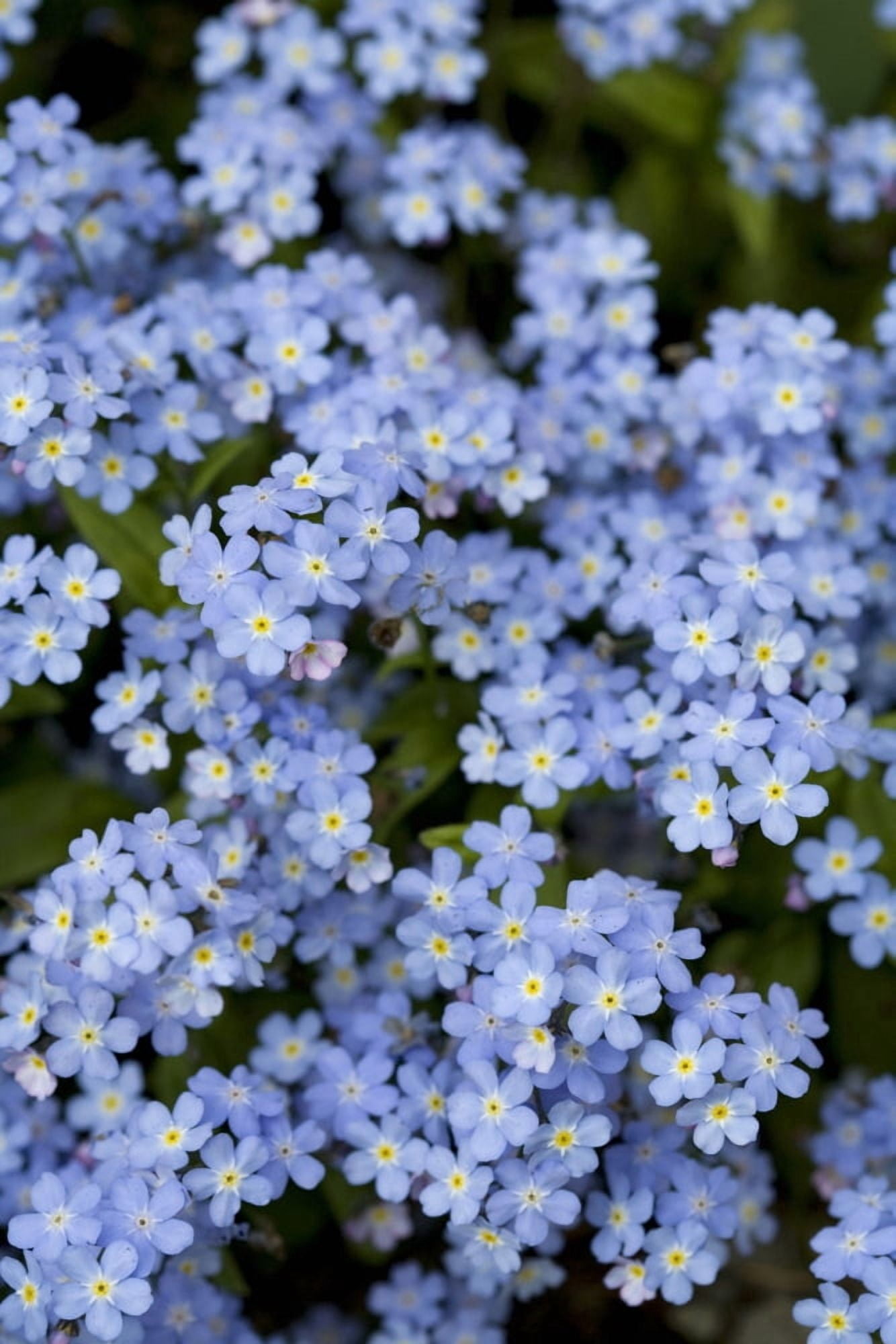Victoria British Columbia Canada Blooming Blue Flowers Canvas Art - Deddeda Design Pics (24 x 38)