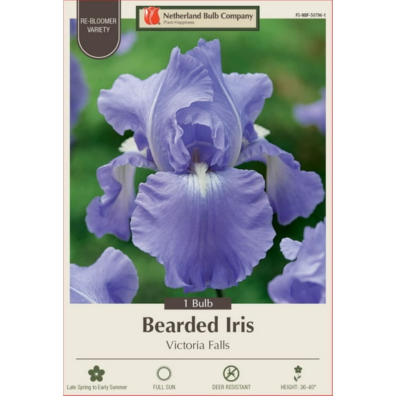 Victoria Falls Bearded Iris - REBLOOMER - Top Size Rhizome