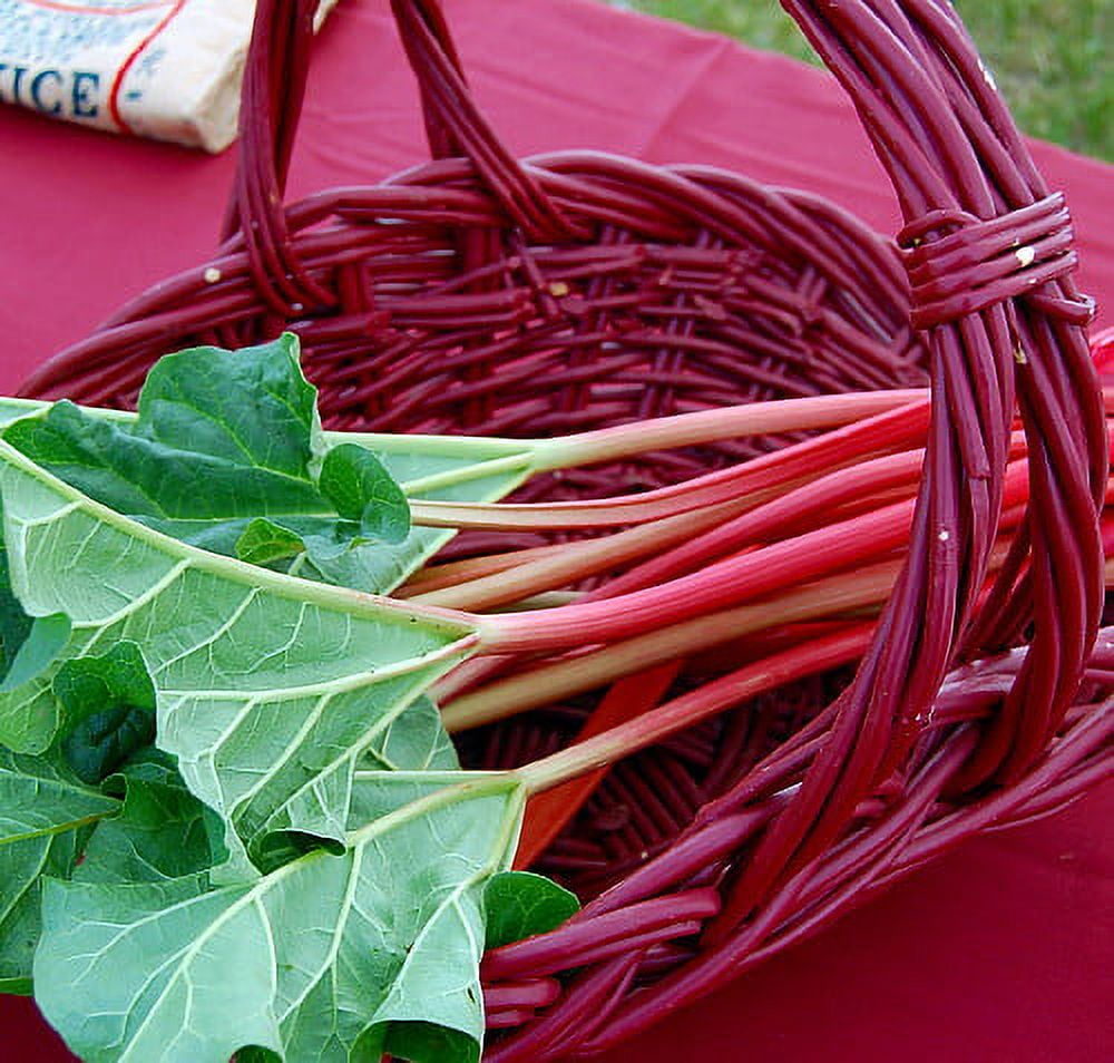 Victoria Red Rhubarb Plant - Perennial - Easy to grow - #1 Bareroot 