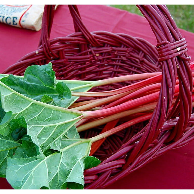 Victoria Red Rhubarb Plant - Perennial - Easy to grow - #1 Bareroot