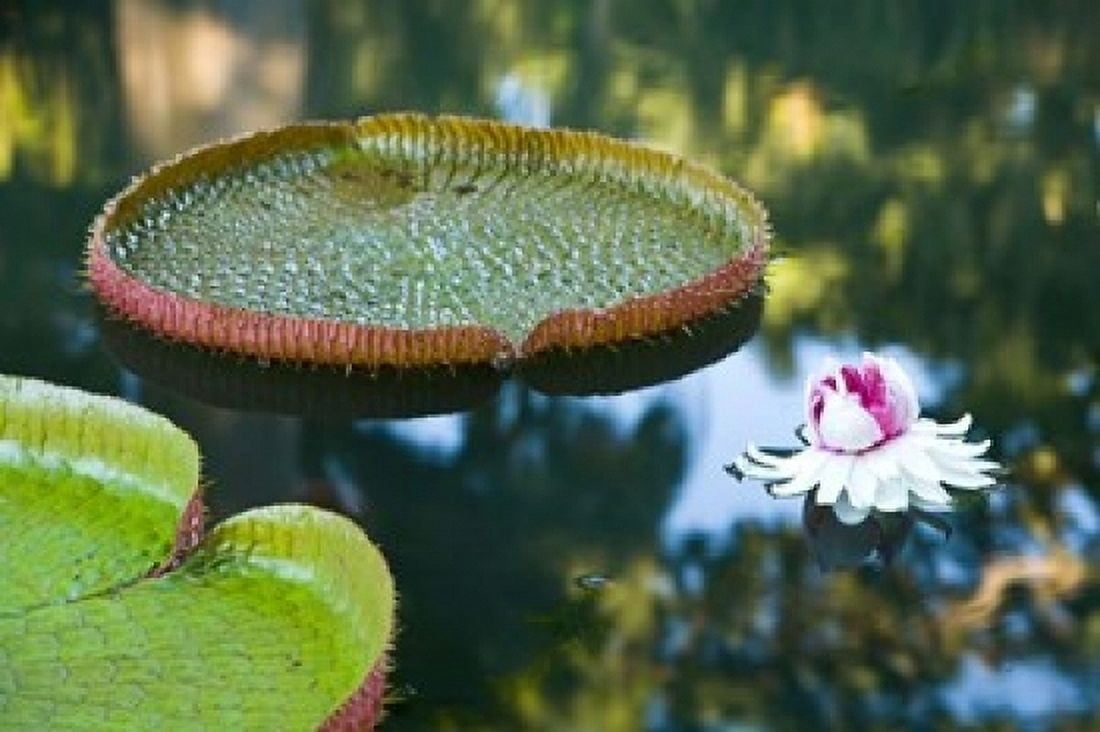 Victoria amazonica water lily flower Mauritius Canvas Art - Stuart Westmorland DanitaDelimont (24 x 15)