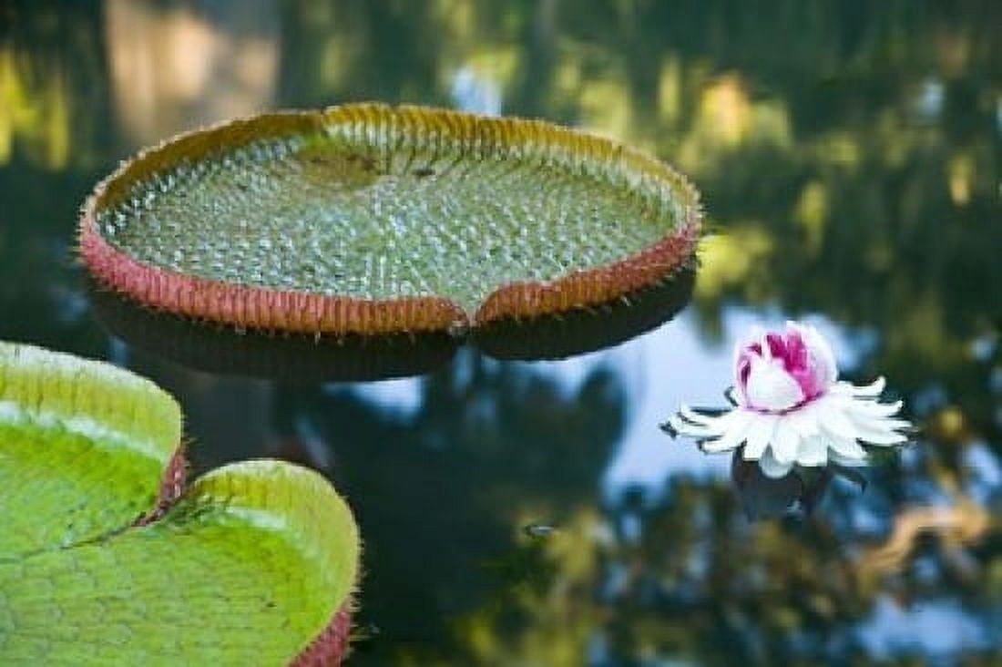 Victoria amazonica water lily flower Mauritius Canvas Art - Stuart Westmorland DanitaDelimont (35 x 23)