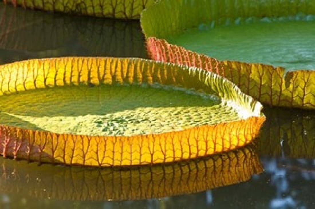 Victoria amazonica water lily leaf Mauritius Canvas Art - Stuart Westmorland DanitaDelimont (35 x 23)