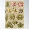 thumbnail image 1 of Victorian Botanical Poster Wall Art, Modern Wall Decor For Living Room Bedroom, 12x18 UNFRAMED, 1 of 3