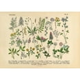 thumbnail image 1 of Victorian Garden No1 Print Wall Art, Modern Wall Decor For Living Room Bedroom, 8x12 UNFRAMED, 1 of 2