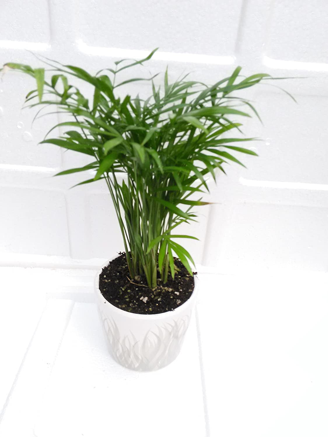 Victorian Parlor Palm- Chamaedorea-indestructable 4'' POT Ping Color -  Walmart.com