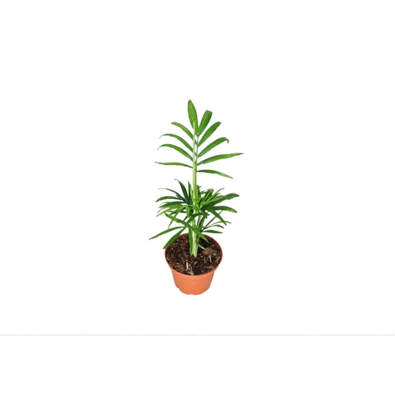 California Tropicals Victorian Parlor Palm Live Plant