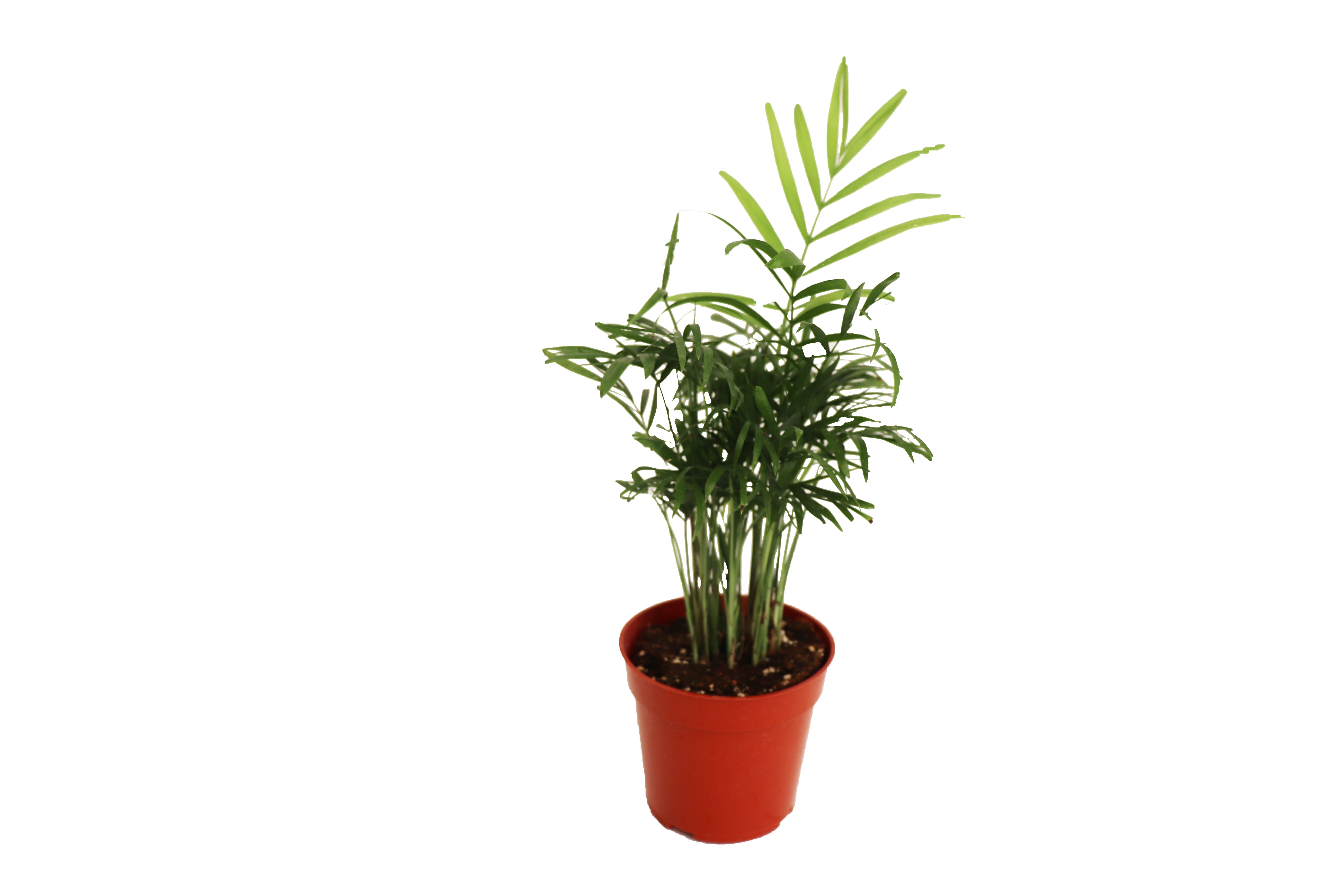 Victorian Parlor Palm in 4'' Terracotta Pot