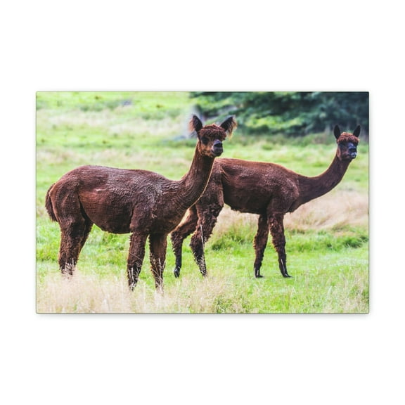 Vicuna Couple Vicuna Couple Print Animal Wall Art Wildlife Canvas Prints Wall Art Ready to Hang Unframed