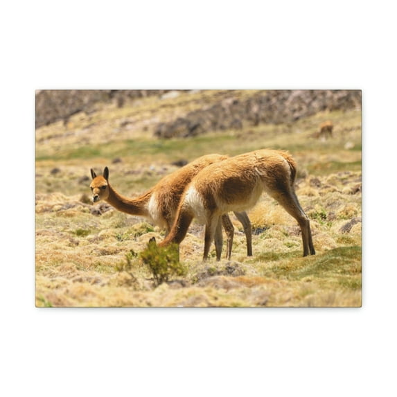 Vicuna Hunting Vicuna on Hunt Print Animal Wall Art Wildlife Canvas Prints Wall Art Ready to Hang Unframed