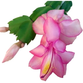 Vida Thor Christmas Cactus Plant - Zygocactus - 2" Pot