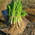 thumbnail image 1 of Vidora Onion Plant Bundle | Easy-To-Grow | 50 Plants, 1 of 5