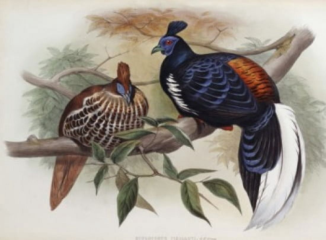 Vieillots Fireback John Gould (1804-1881 British) Canvas Art - John Gould (18 x 24)
