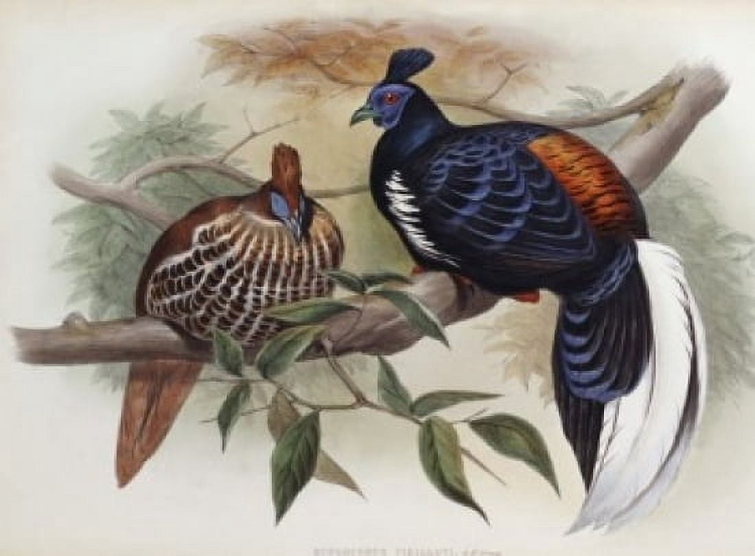 Vieillots Fireback John Gould (1804-1881 British) Canvas Art - John Gould (24 x 36)