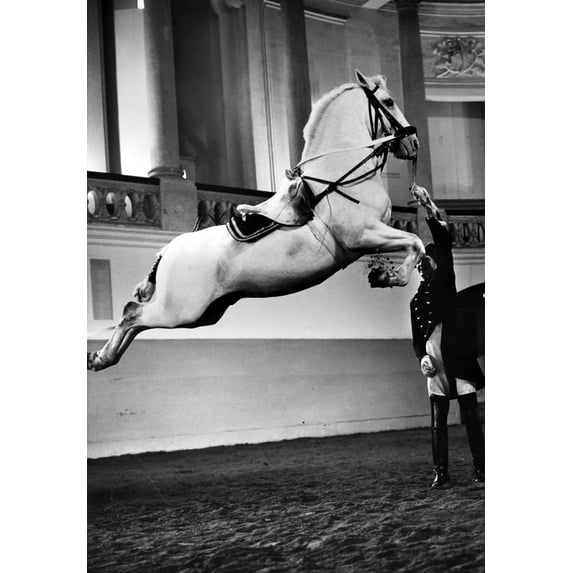 Vienna: Riding School. /Na Lipizzan Horse Jumping At The Spanish Riding School, Hofburg Palace, Vienna, Austria. Photograph, Mid-20Th Century. Poster Print by (24 x 36)