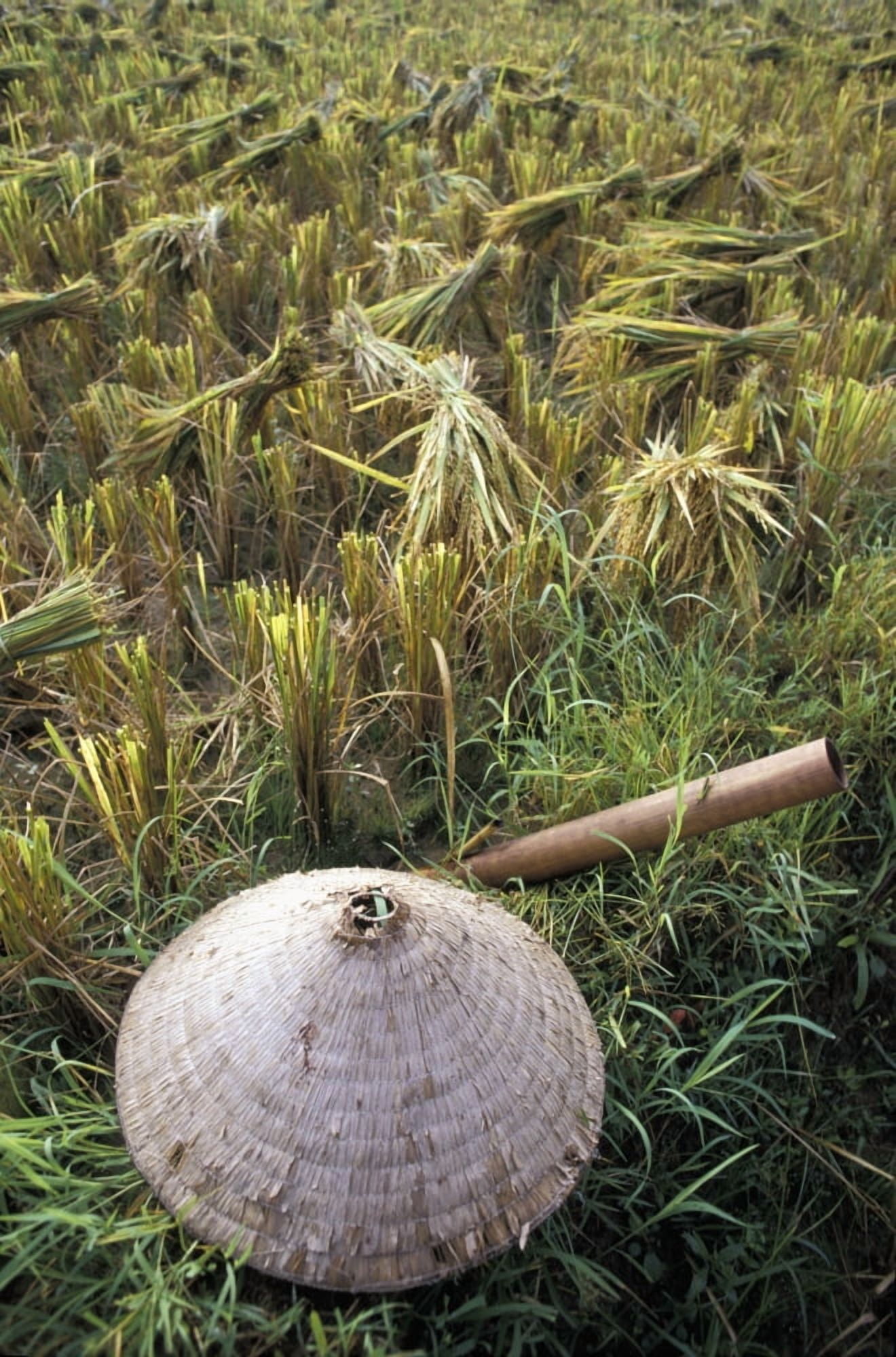 Vietnamese Conical Hat And Rice Cutting Tool In Field Canvas Art - Jim Holmes Design Pics (24 x 38)