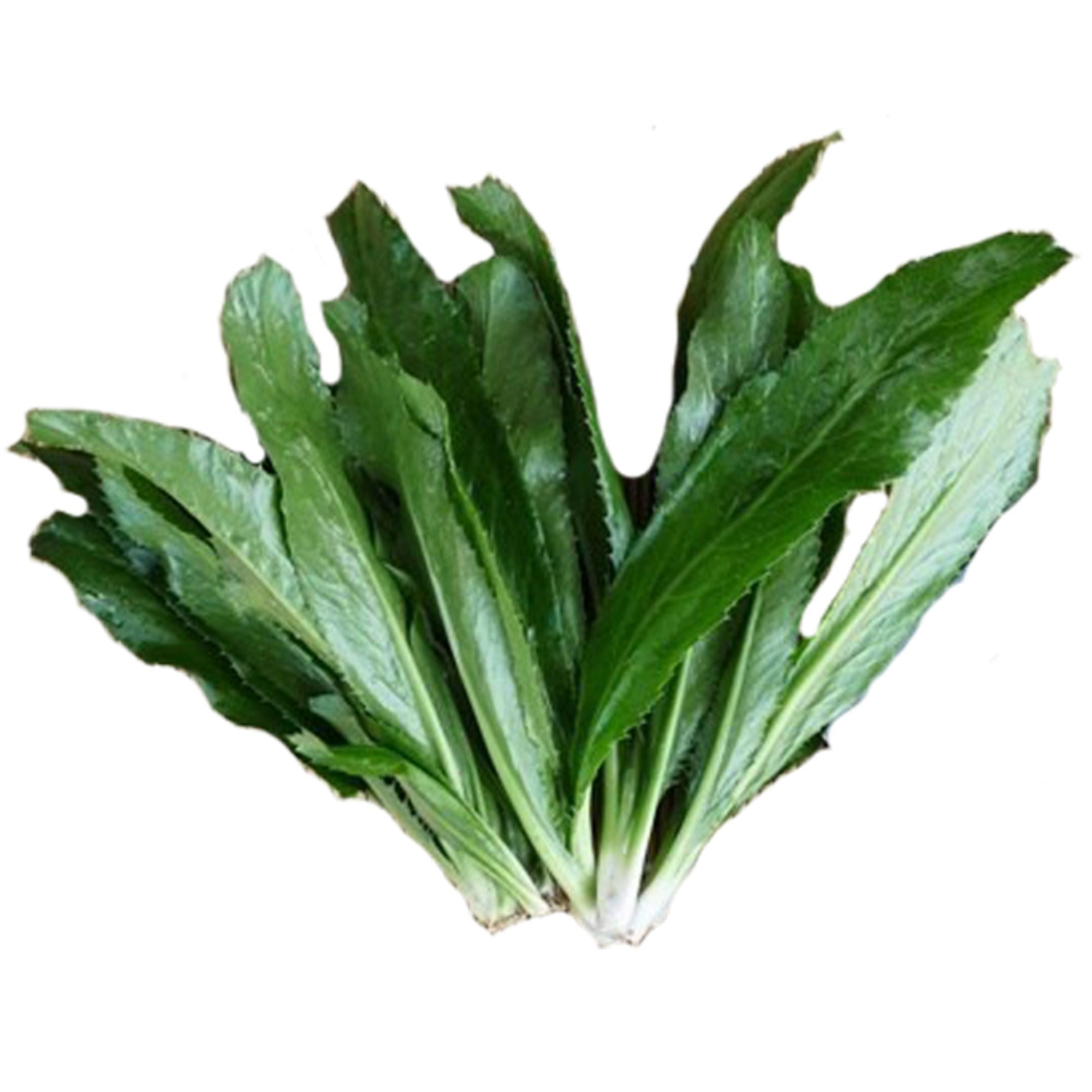 Culantro Seeds - 3000+ Heirloom Non-GMO Seeds For Home Garden, High Yield Herb For Soups & Stews
