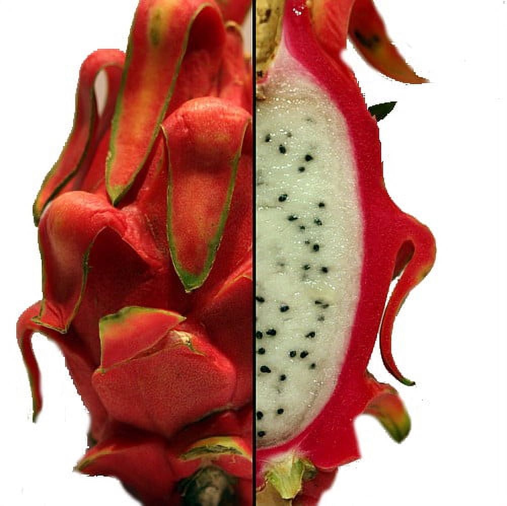 Buy Jumbo Vietnamese Pink Dragon Fruit (1 count)