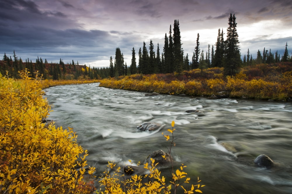 View Of Brushkana Creek In The Early Morning With Yellow Fall Colors Along The Creek Denali Highway Southcentral Alaska Autumn Canvas Art - Lynn Wegener Design Pics (17 x 11)